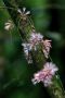 Amazonas06 - 086 * Flowers on a Mimosa tree.